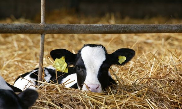 Holstein calf lying in straw